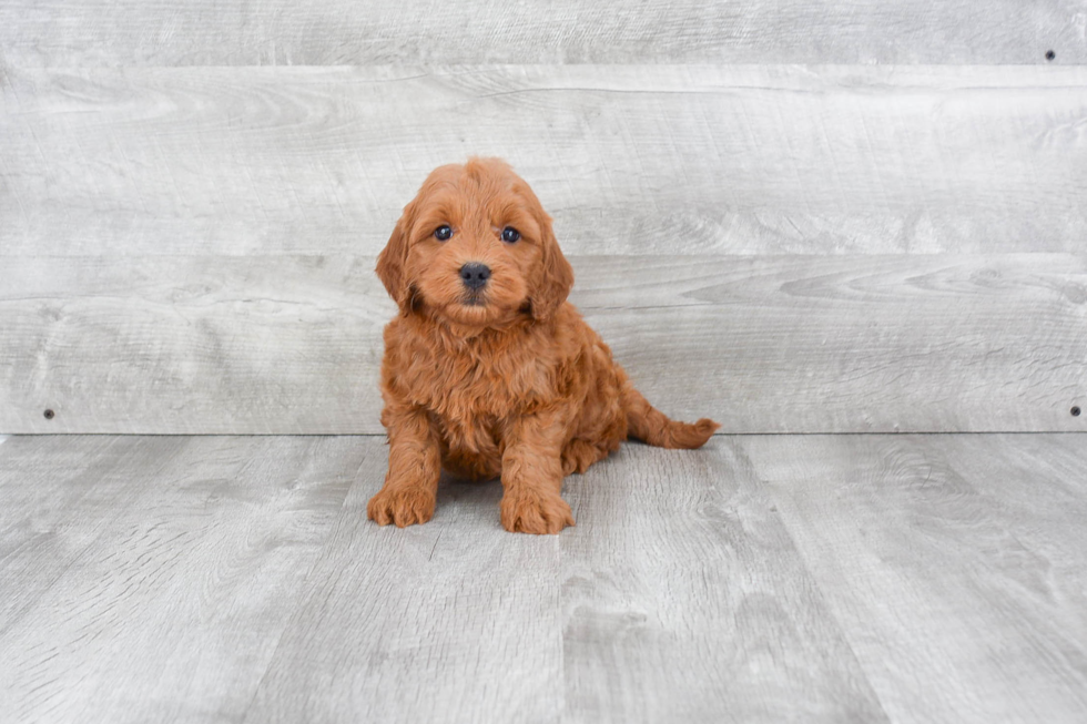 Mini Goldendoodle Puppy for Adoption