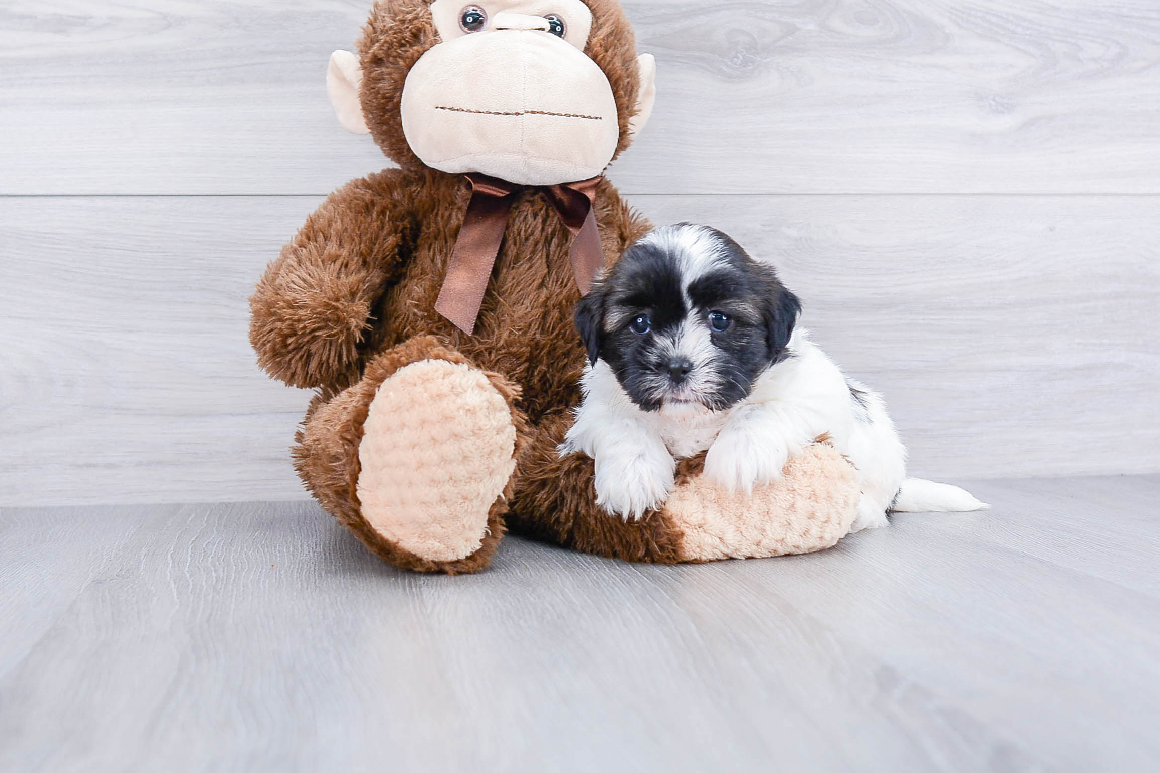 Teddy Bear Pup Being Cute