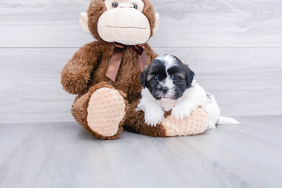 Teddy Bear Pup Being Cute
