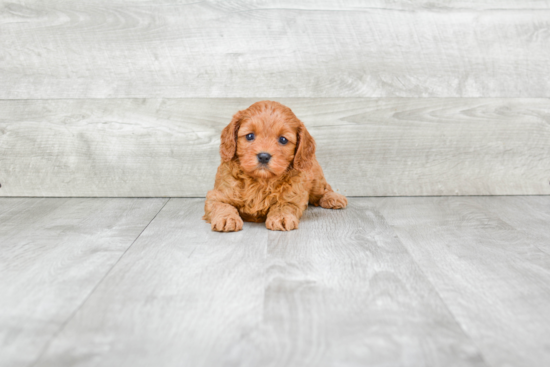 Cavapoo Puppy for Adoption