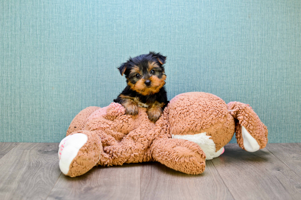 Meet Timmy - our Yorkshire Terrier Puppy Photo 