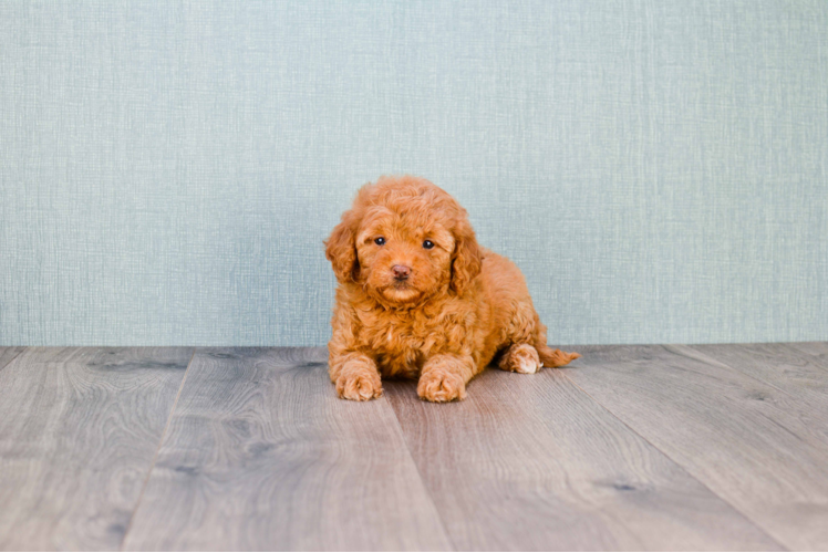 Small Mini Goldendoodle Baby