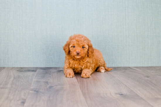 Small Mini Goldendoodle Baby