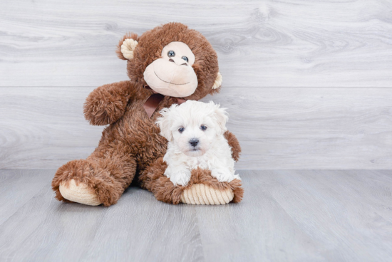 Funny Maltipoo Poodle Mix Pup