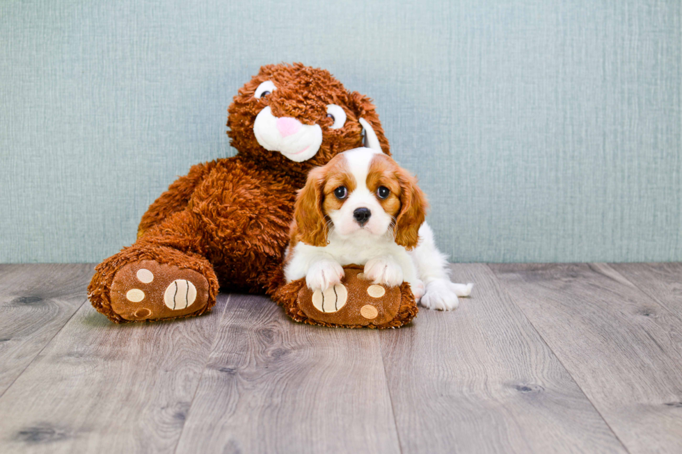 Cavalier King Charles Spaniel Puppy for Adoption