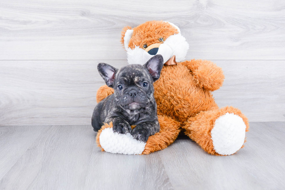 French Bulldog Puppy for Adoption