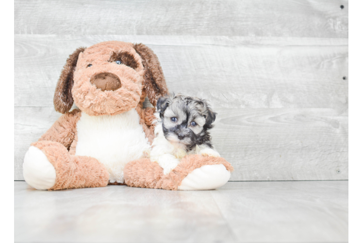 Popular Havanese Purebred Pup