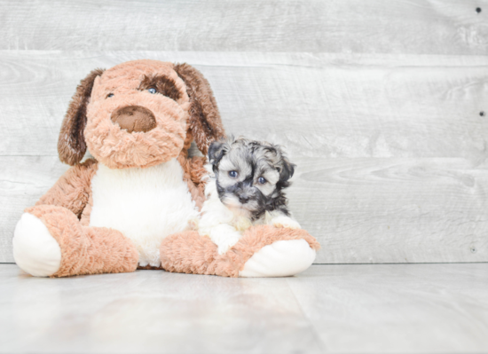 Popular Havanese Purebred Pup