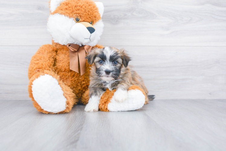 Smart Havanese Purebred Puppy