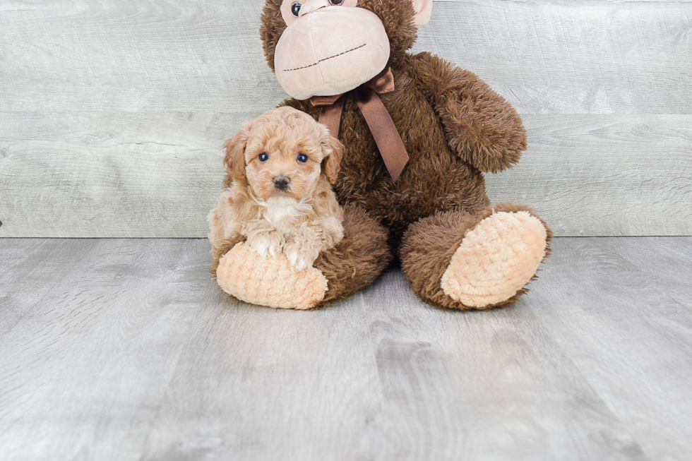 Maltipoo Pup Being Cute