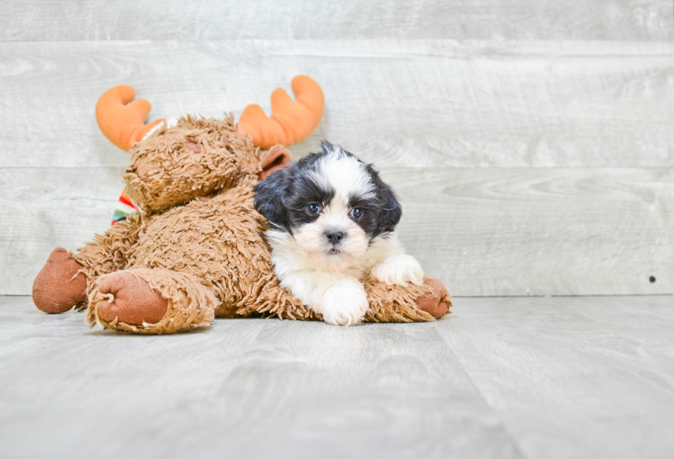 Teddy Bear Pup Being Cute