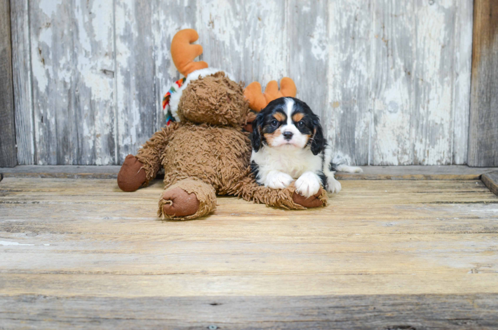 Little Cavalier King Charles Spaniel Baby