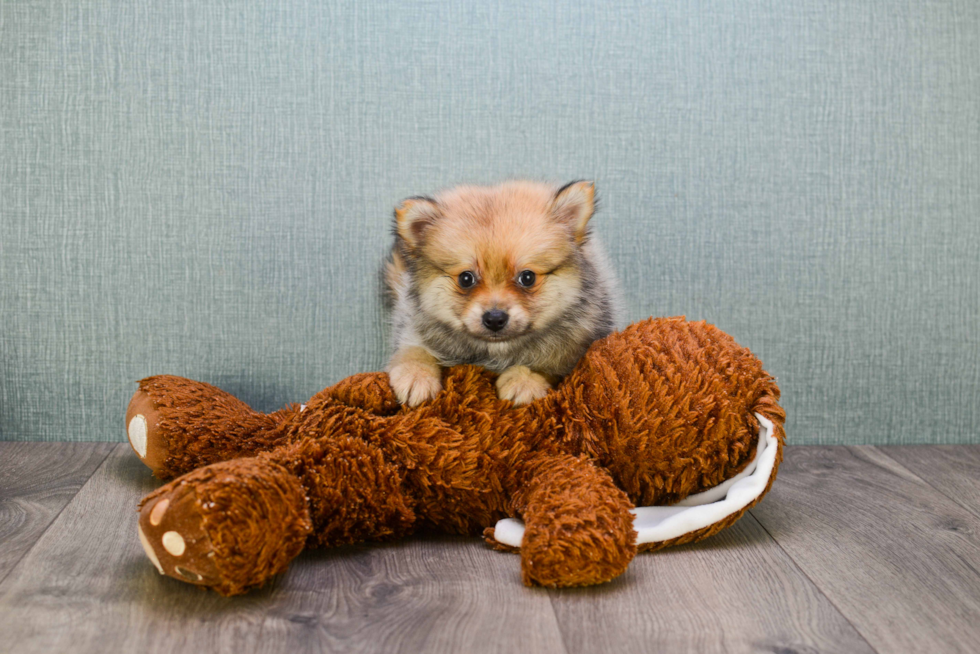 Adorable Pomeranian Purebred Puppy