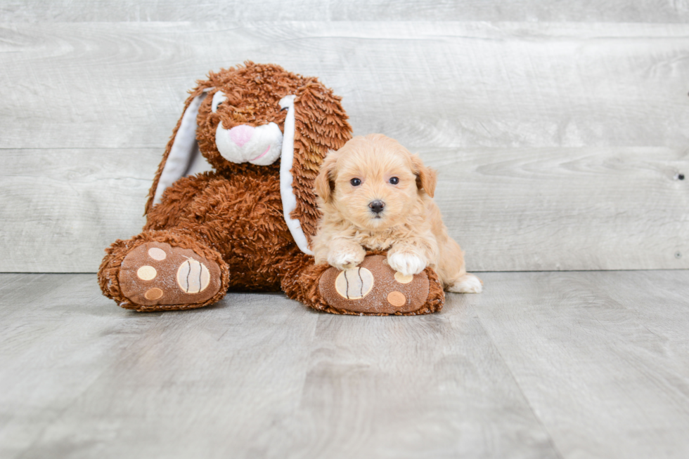 Smart Maltipoo Poodle Mix Pup