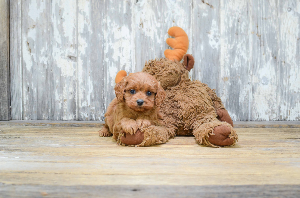 Cavapoo Puppy for Adoption