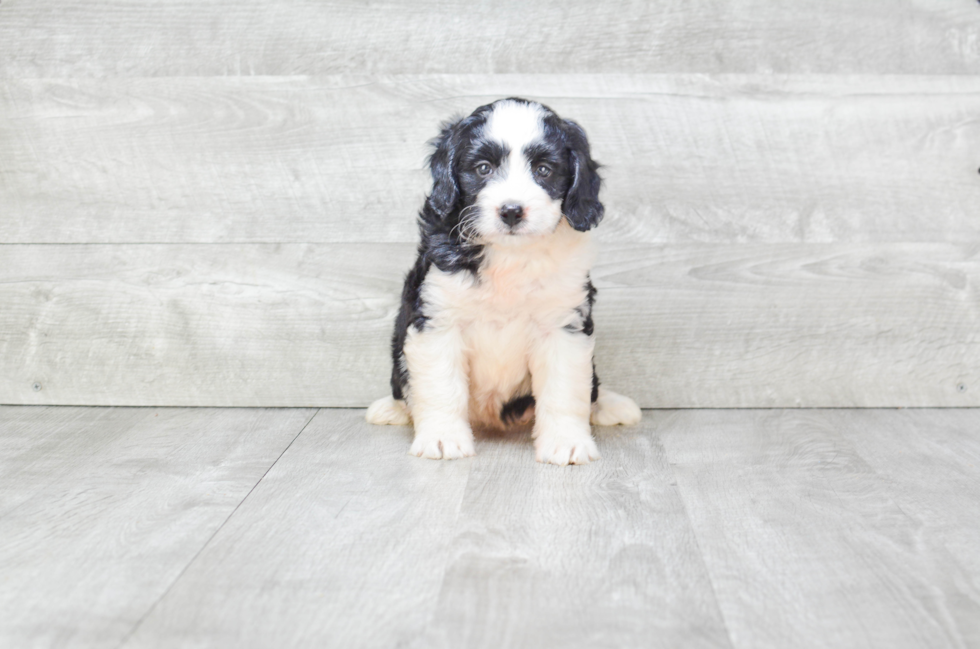 Mini Bernedoodle Pup Being Cute