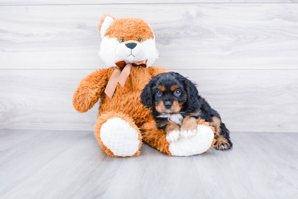 Akc Registered Cavalier King Charles Spaniel Purebred Pup