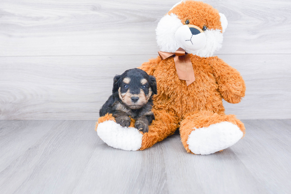 Energetic Aussiepoo Poodle Mix Puppy