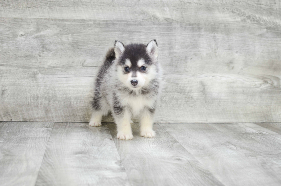 Best Pomsky Baby