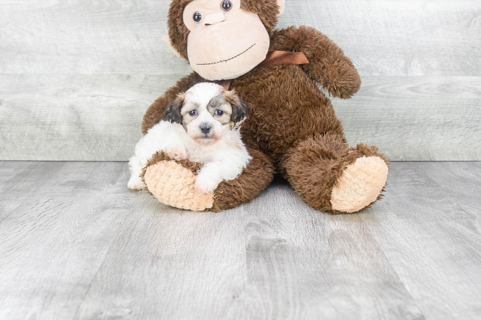 Funny Teddy Bear Designer Pup