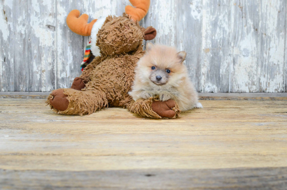 Playful Pomeranian Purebred Pup