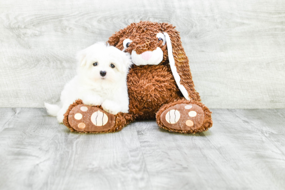 Maltese Pup Being Cute