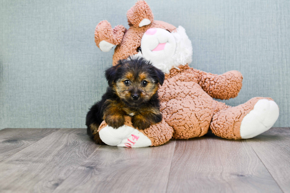 Meet Steph - our Yorkshire Terrier Puppy Photo 