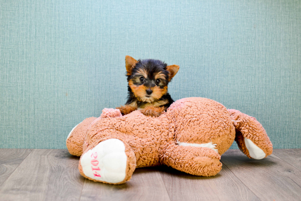 Meet Rocky - our Yorkshire Terrier Puppy Photo 