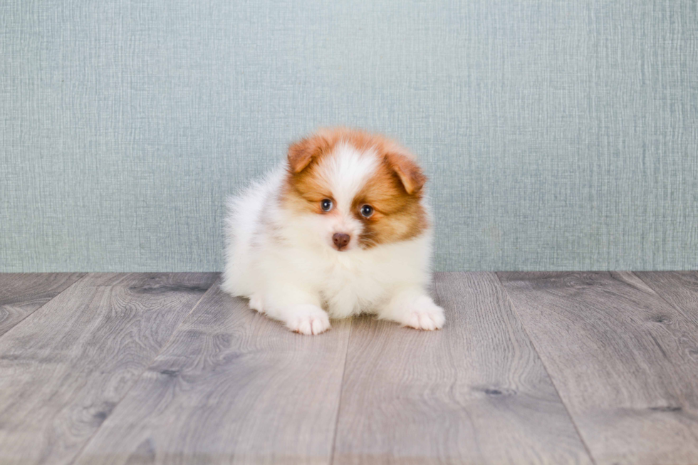 Playful Pomeranian Baby