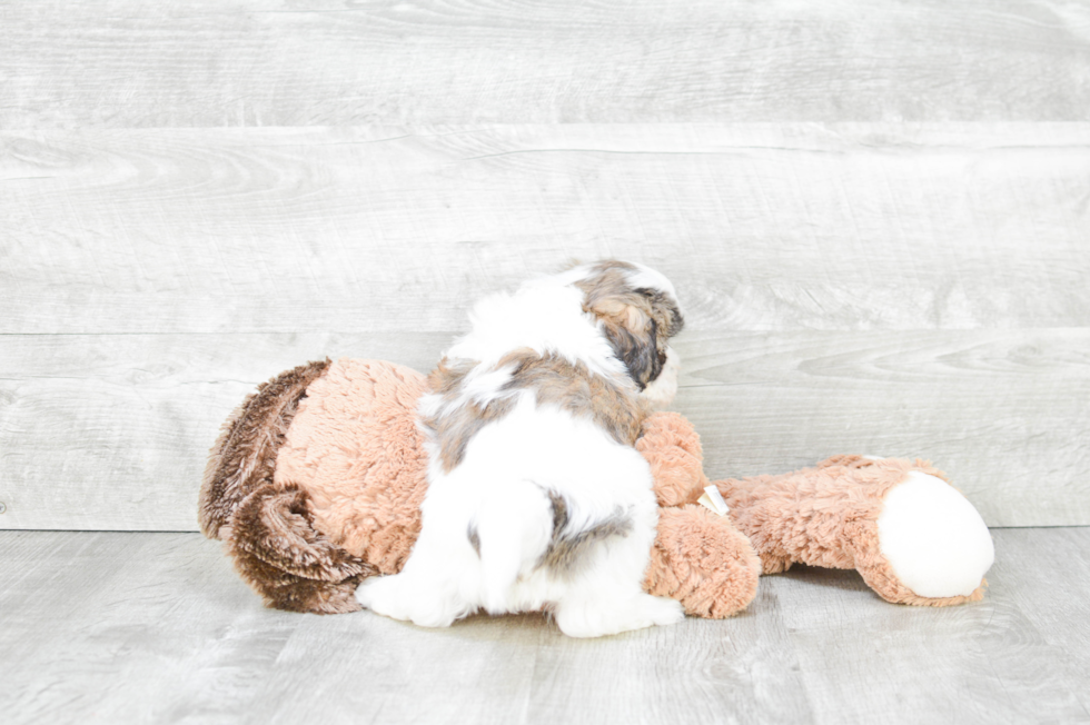 Teddy Bear Pup Being Cute