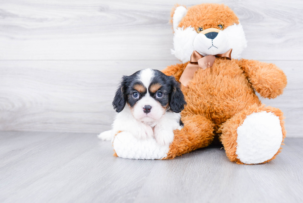 Funny Cavalier King Charles Spaniel Purebred Pup