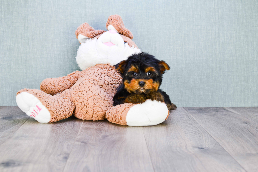 Meet Snickers - our Yorkshire Terrier Puppy Photo 