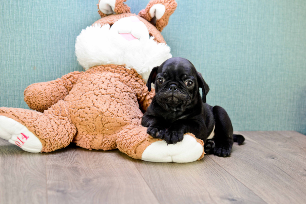 Small Pug Baby