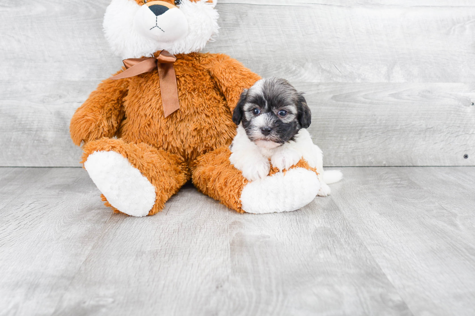 Havanese Puppy for Adoption