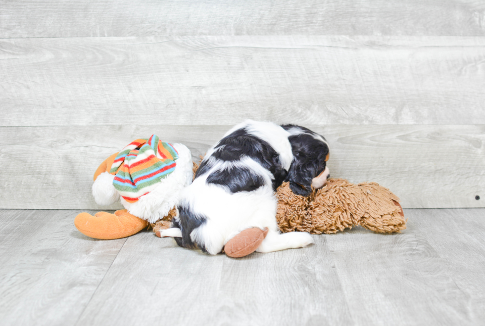 Fluffy Cavalier King Charles Spaniel Purebred Puppy