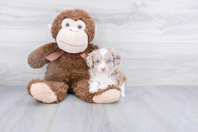 Best Mini Aussiedoodle Baby