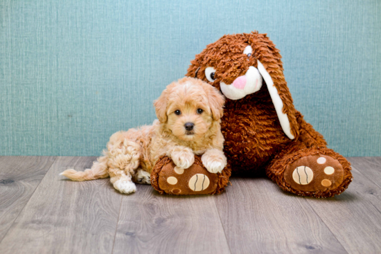 Petite Cavapoo Poodle Mix Pup