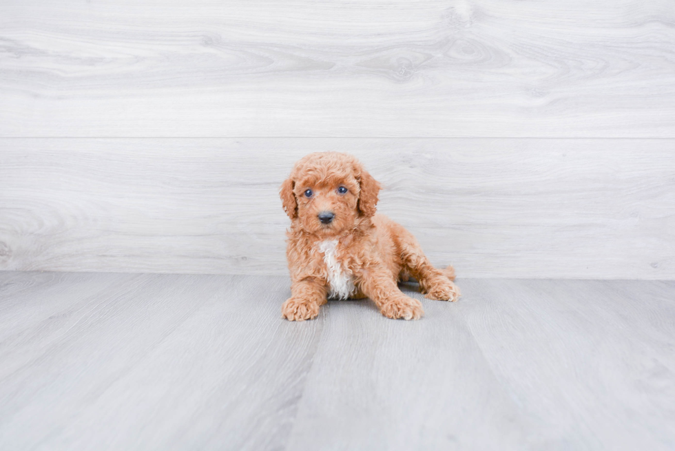 Cockapoo Pup Being Cute