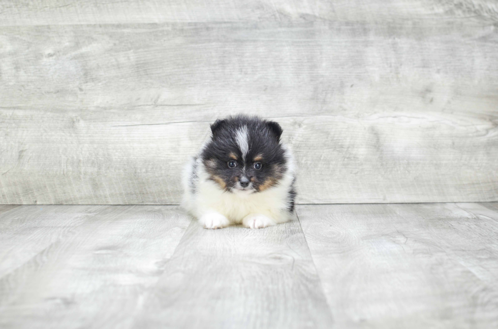 Happy Pomeranian Purebred Puppy