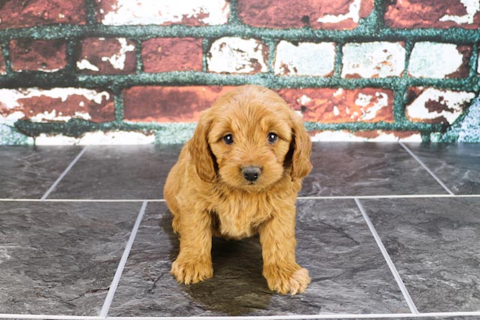 Best Mini Goldendoodle Baby