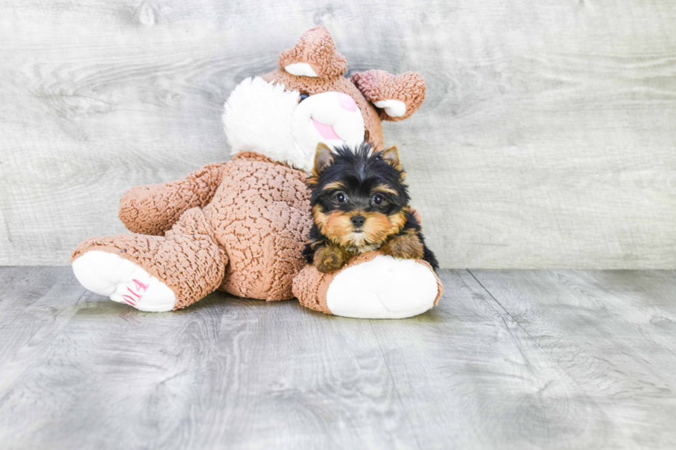 Meet Victoria - our Yorkshire Terrier Puppy Photo 