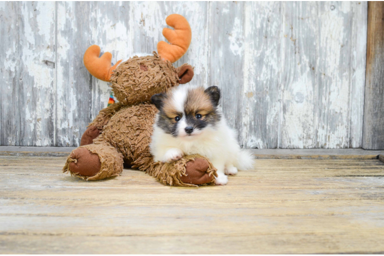 Pomeranian Puppy for Adoption