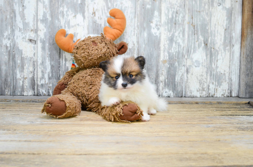 Pomeranian Puppy for Adoption