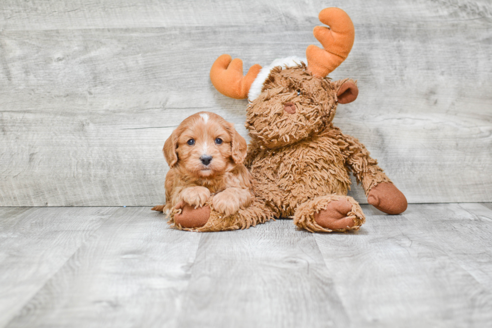 Adorable Cavoodle Poodle Mix Puppy