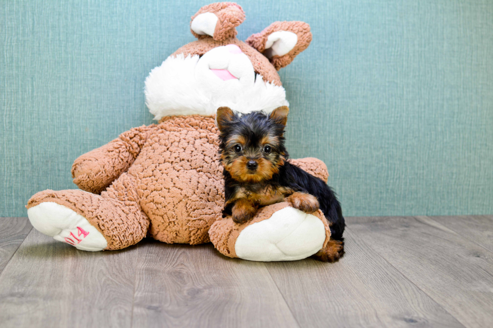 Meet Giselle - our Yorkshire Terrier Puppy Photo 