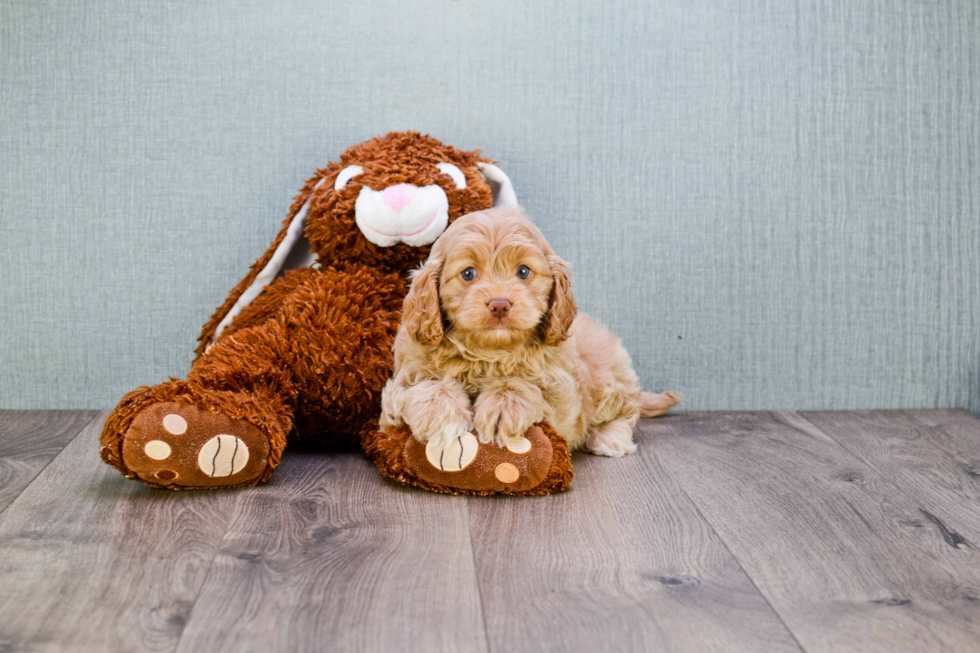 Small Cavapoo Baby