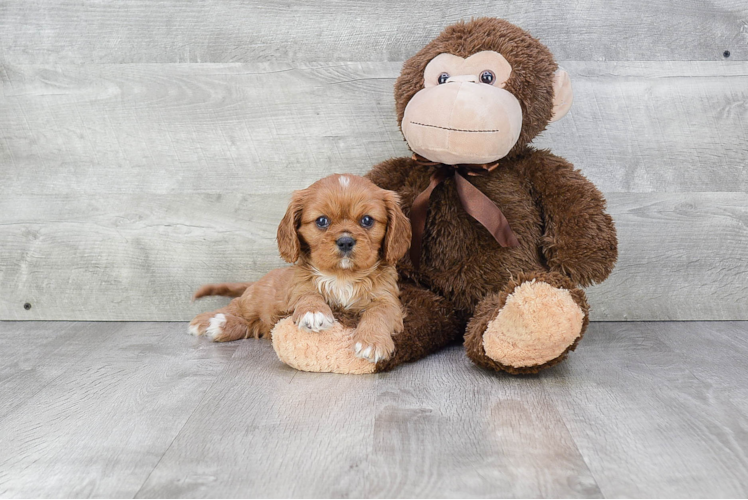 Cavalier King Charles Spaniel Puppy for Adoption