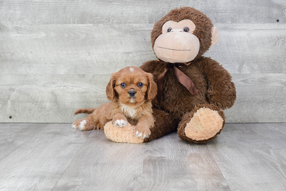 Cavalier King Charles Spaniel Puppy for Adoption