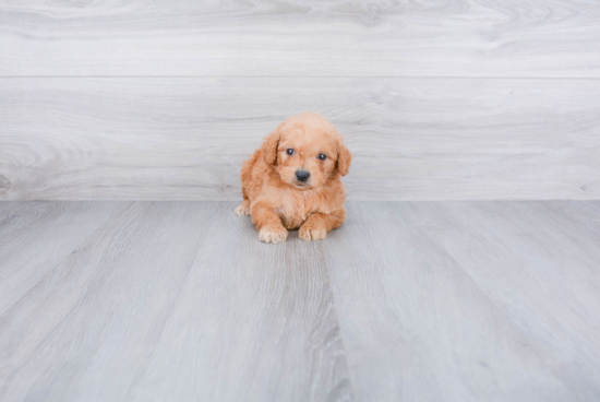 Fluffy Mini Goldendoodle Poodle Mix Pup