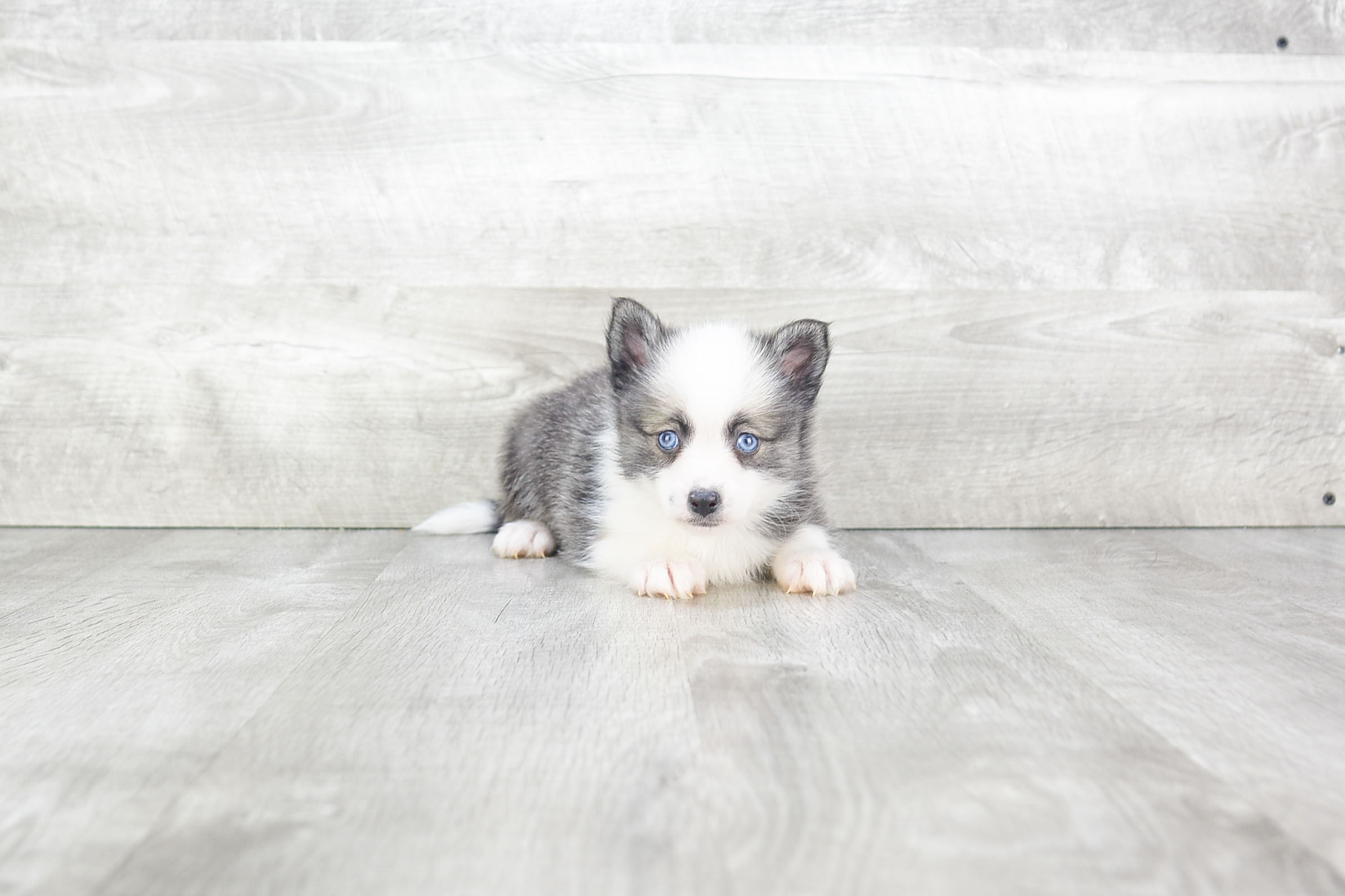 Sweet Pomsky Baby
